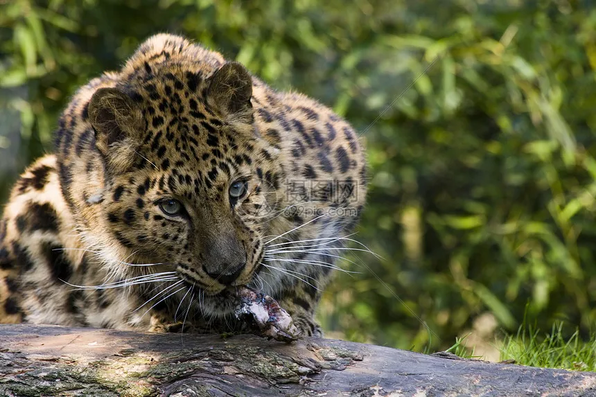 

Крепление двигателя Tamiya TAMIYA 22027 CW-01 из алюминиевого сплава, подходит для Lunch Box/Midnight Pumpkin LY158