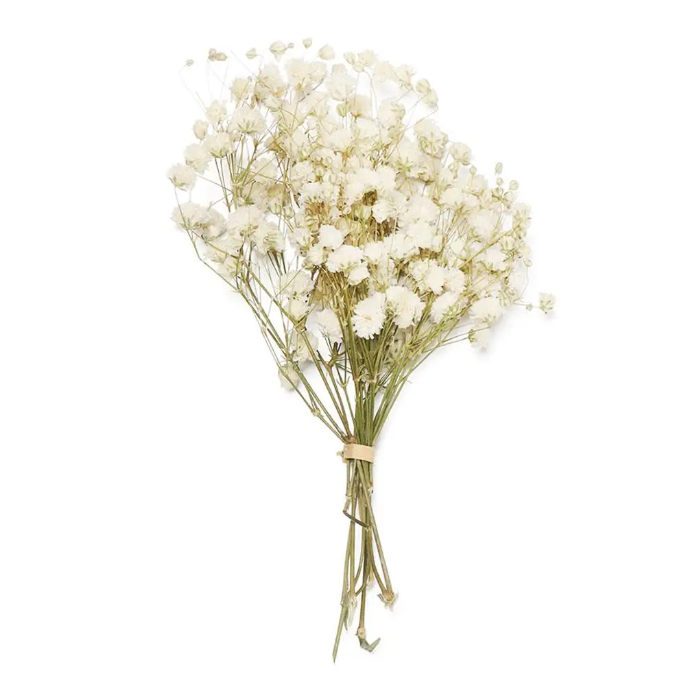 Mini Babysbreath Natural Fresh Dried Preserved Flowers Small Natural Dried Flowers Bouquet Press Decorative Photo Backdrop Decor