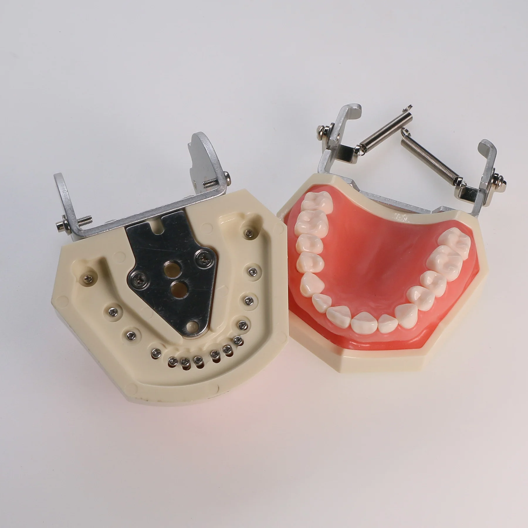 

Typodont Teeth Model 28 Removable Teeth Compatible with Nissin Detachable Teaching Study Tool with a Screwdriver