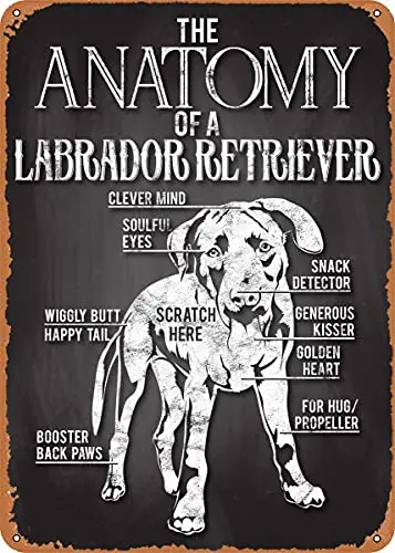 Labrador Retriever Anatomy Vintage Look Metal Sign Patent Art Prints Retro Gift 8x12 Inch