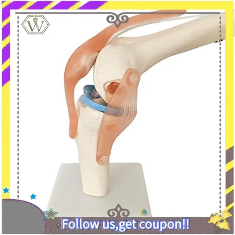 New Anatomical Knee Joint Skeleton Model Human Knee Joint Teaching Model With Ligaments Model, Life Size
