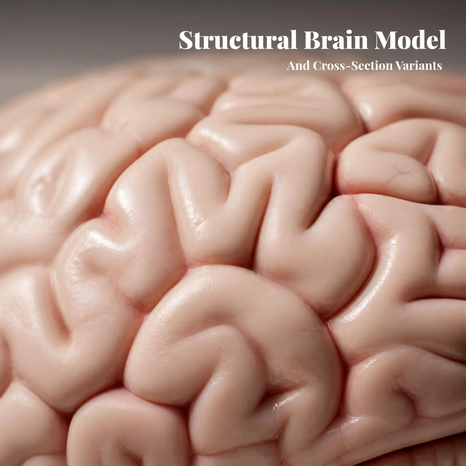 Detailed Brain Anatomy Teaching Ai PVC Model for Hands on Learning Visual Observation and Indoor Study