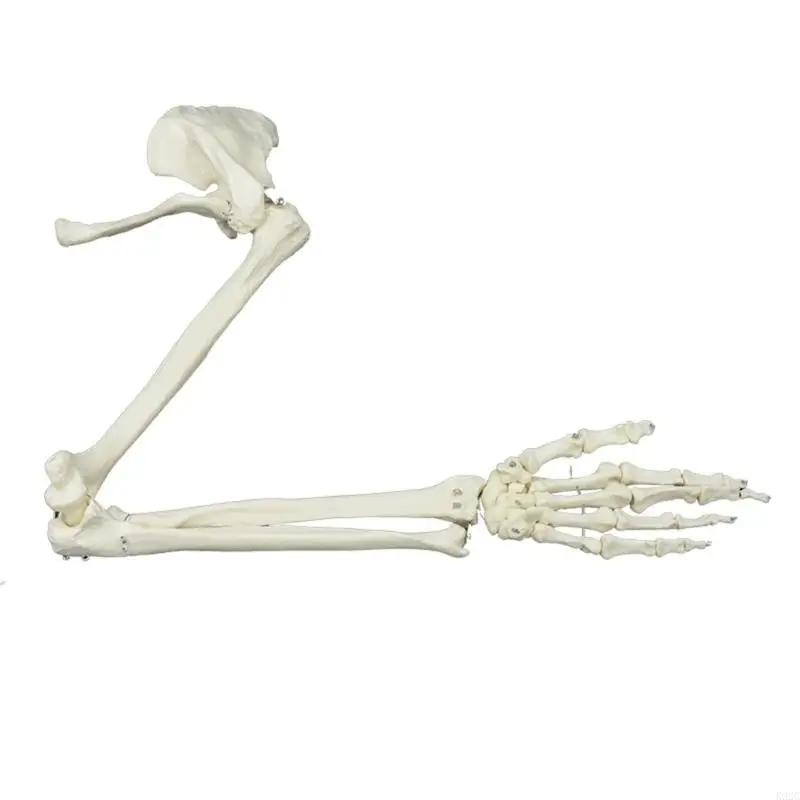 

Life Size Human Arm Joint Model Arm Skeleton Model Study Anatomical Arm Model K92C