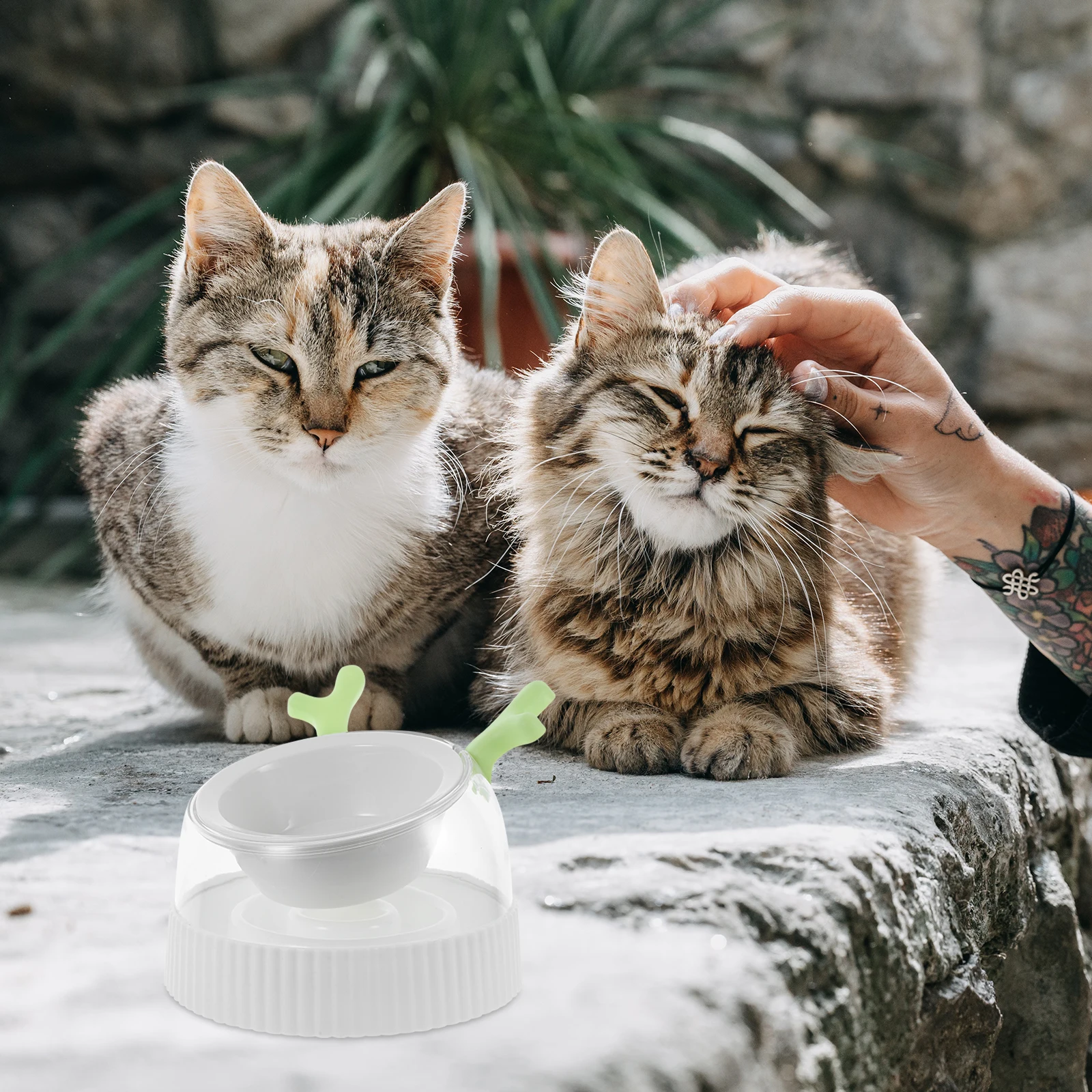 وعاء تغذية مياه للقطط مقاوم للانسكاب، وعاء تغذية الحيوانات الأليفة المرتفع غير قابل للانزلاق للقطط الداخلية، حامل طعام ومياه للكلاب الصغيرة، قابل لإعادة الاستخدام