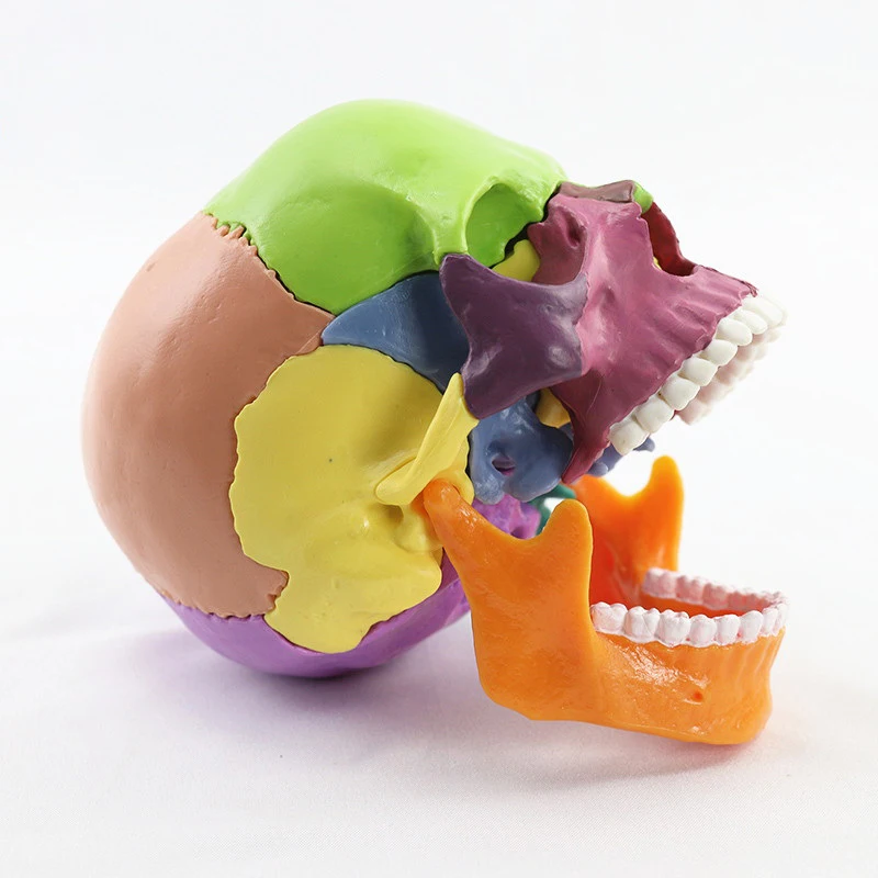 

Human Color Skull Model Detachable 15 Components, Oral and Facial Bone Mold, Tabletop Decoration, Medical Research, 1:2