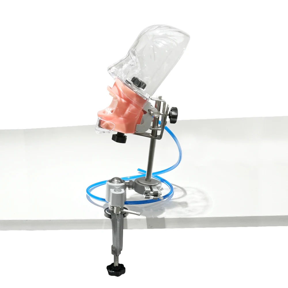 Dental Phantom Head Model Dentist Teaching Practice Training Apparatu Dental Clip Table Type Simulator For Dentist Education