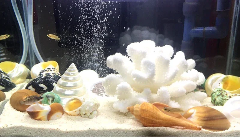 Cellana Testudinaria, ракушка, черепаха, форма ракушки, натуральный моллюск, средиземноморский домашний декор, креативный DIY аквариум, аквариум, пейзаж