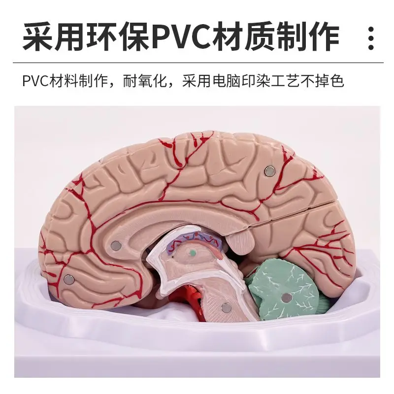 1:1 نموذج التقسيم الوظيفي للدماغ طب الدماغ، قسم قشر الدماغ المحاكاة للتدريس الطبي #4