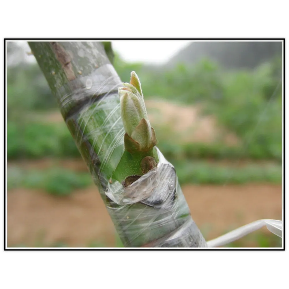 

Self-Adhesive Pe Film Stretchable Tree Grafting Tape Yellow Nursery Tape for Budding Grafting Pecan Walnut Citrus Seedling