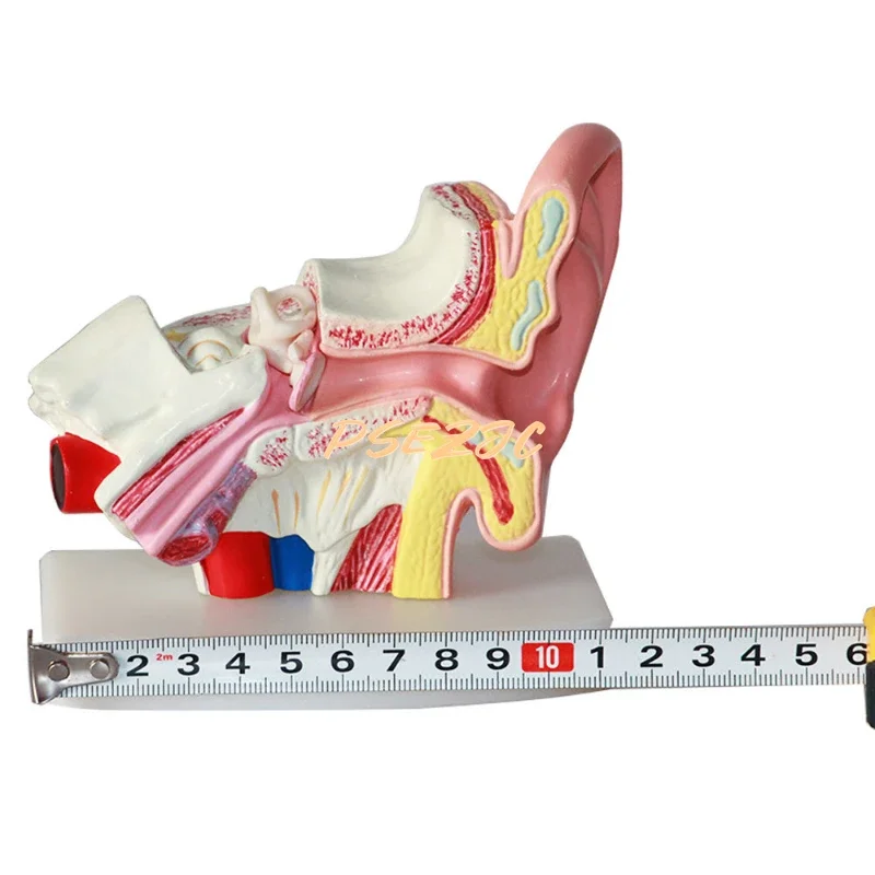 Medical Desktop Human Ear Anatomy Model 1.5 Times Inner Middle Auditory Teaching
