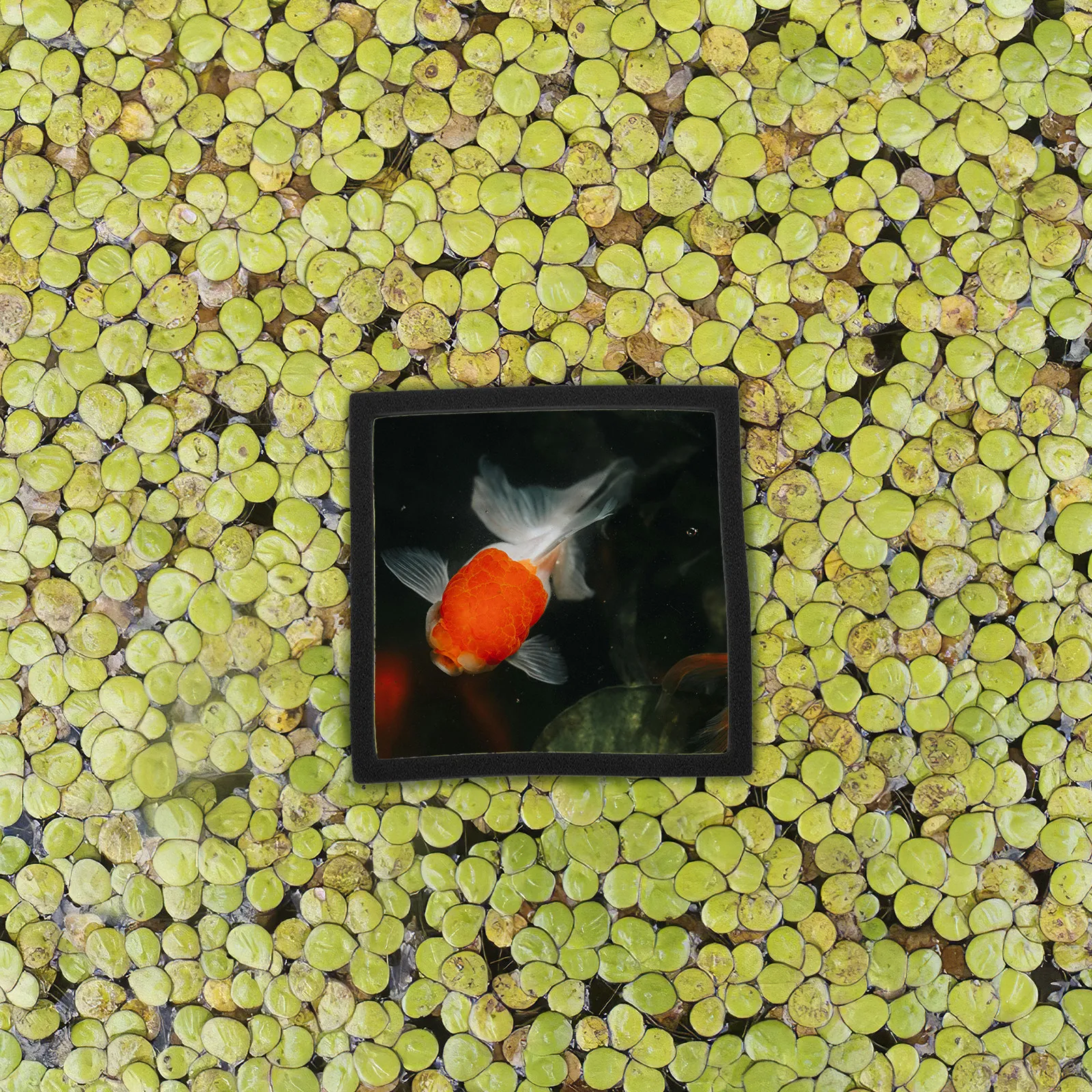 5 piezas de anillos flotantes  - Aquarium Plant Rings reseña y precio