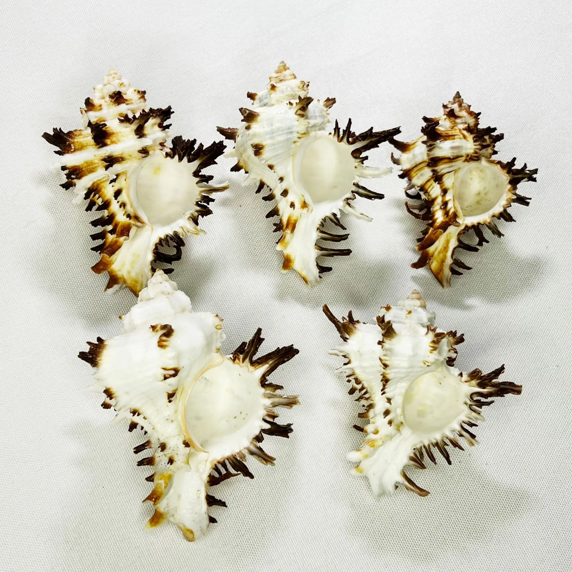 Natural Murex Pecten Shells Hermit Crab Homes Aquarium Decor DIY Giant Seashells