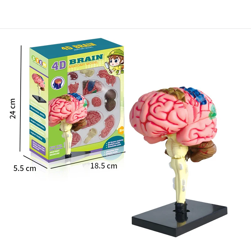 Educational Disassembled Anatomical Human Brain Model Tool for School Teaching Office Accurate Anatomy Model