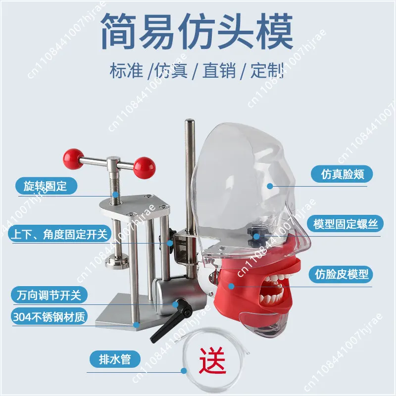 Oral Simulation Exercise Head Mould Dental Model Dental Teaching Materials and Instruments