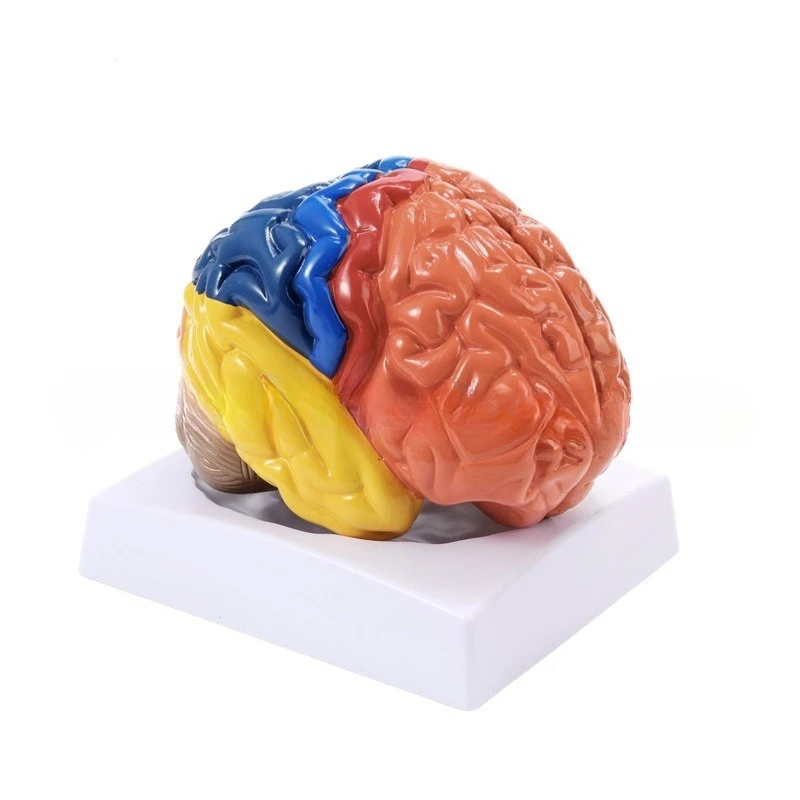 

Brain model, brain functional region model, human brain anatomical model