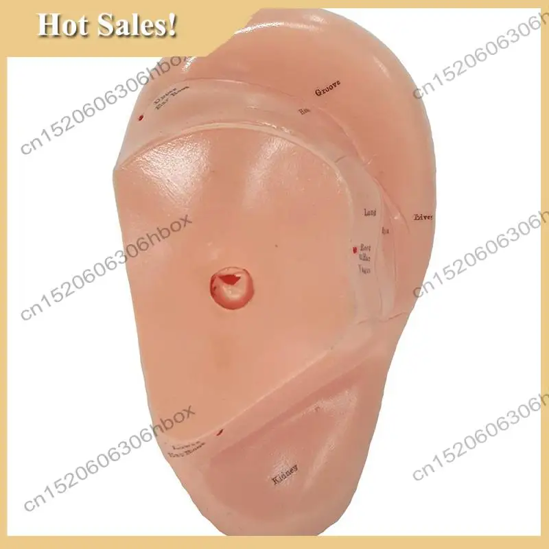 

-HOPE English Version Ear Acupuncture Earpins Model Model Auricular Application Model Ear Acupuncture Points Model