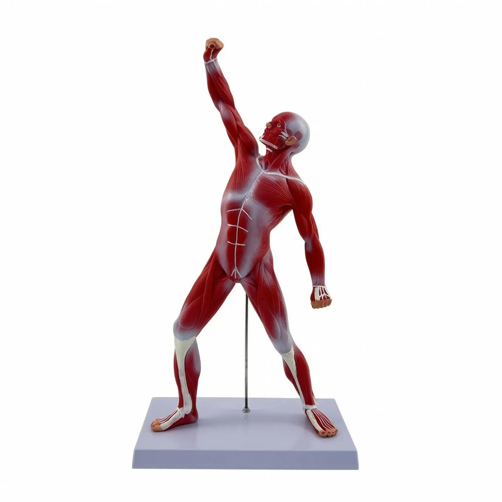 High-Quality Human Muscle Anatomy Model Lifelike Muscle Anatomy Model with Base