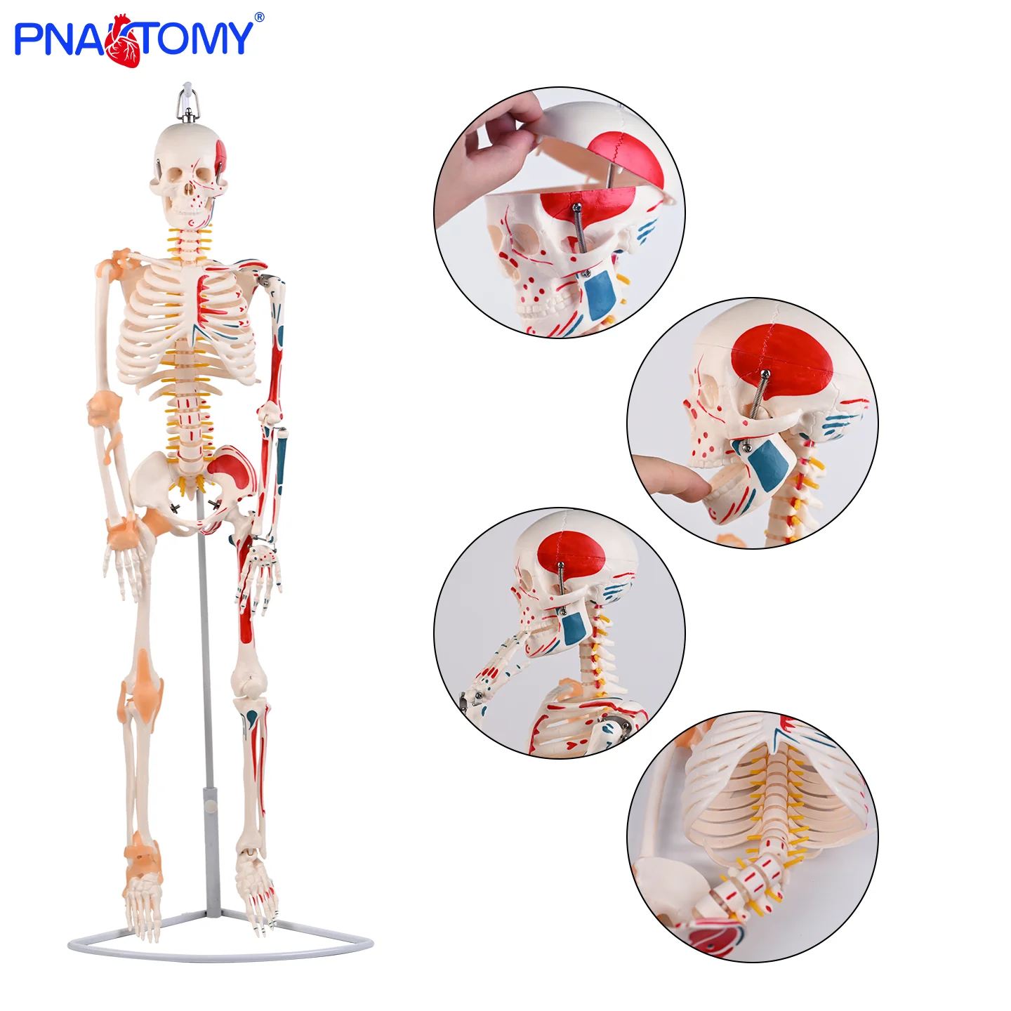 

85cm Hanging Half-Body Muscle and Ligament Skeletal Model for Medical Teaching, Anatomical Specimen for Medical Schools, Orthopedic Doctor-Patient Communication Display Model, Clear Structure, Detachable, Student Experiment Training, Clinic Display Props
