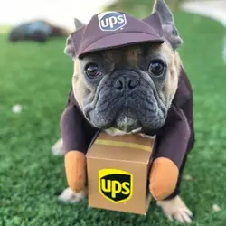 Pet Funny Courier Halloween Pet Cotume Transformation Clothing Large Dog Cat Clothing Decoration Costumes