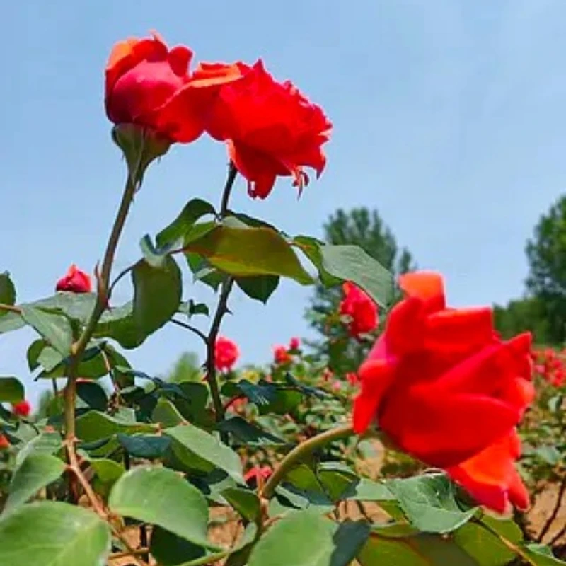 

GEPRC ELRS DUAL 2.4G Diversity Receiver Long Range for FPV Long Range Racing Drone Quadcopter RC Tools