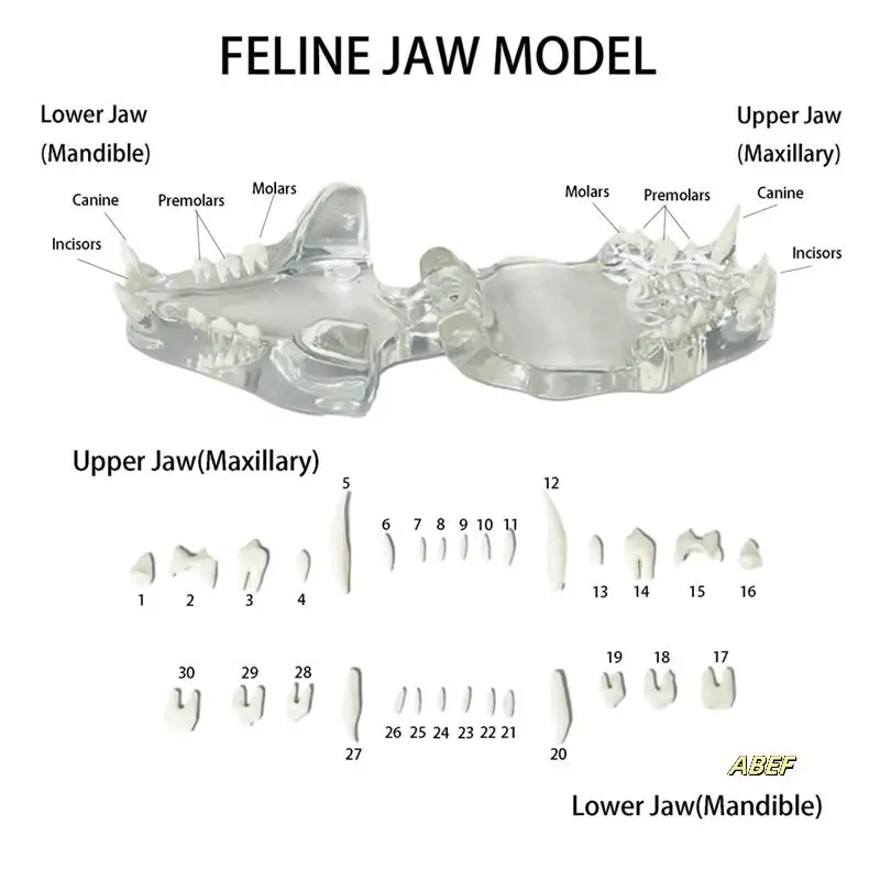 歯の解剖学モデル動物口腔顎獣医オフィス教育ツール