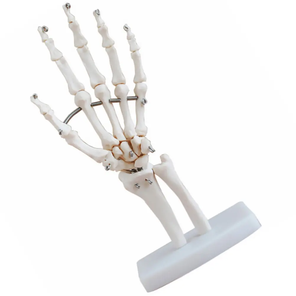 

Human Hand Articulated Joint Simulation Educational Supplies Doctors Anatomical Scientific Educational Tool