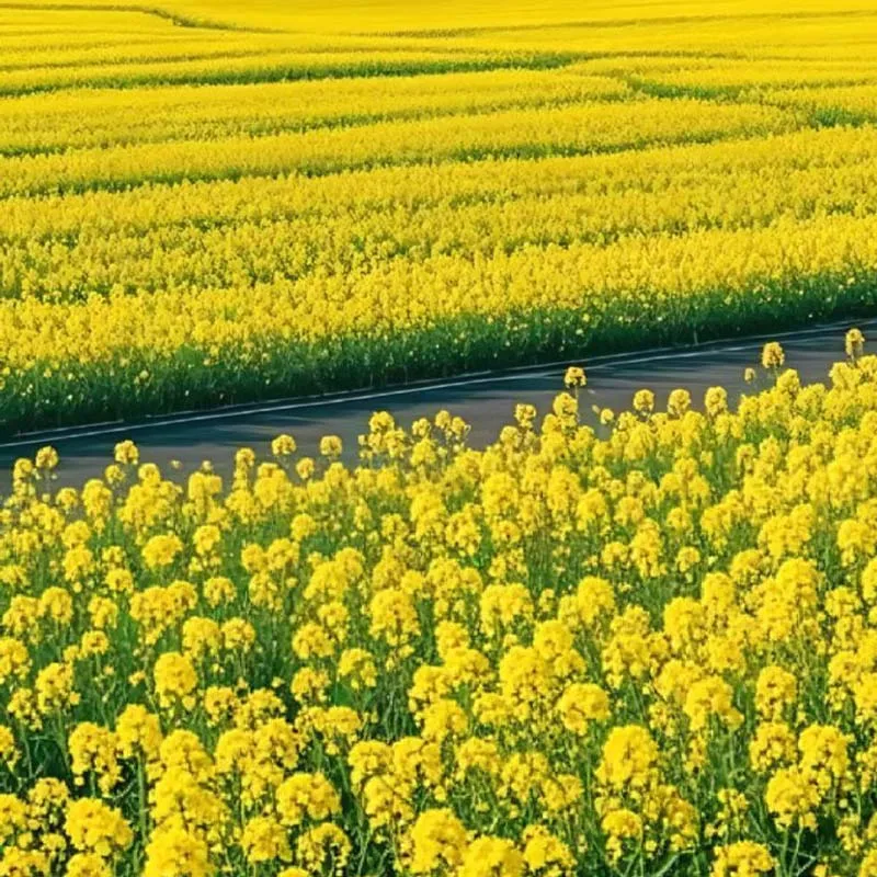 Fresh Beef Jerky Sh…