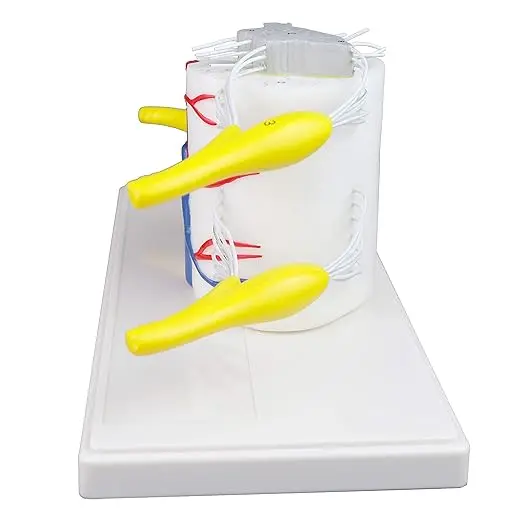 Medical science 5 times life size vertebral body part spinal cord longitudinal cross-section