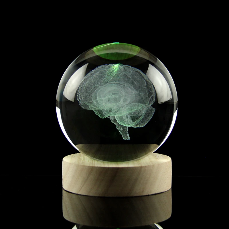 Brain Crystal Ball 3D Laser Engraved Human Organ Cerebrum Model Decoration Ball Home Decor Medical Science Gifts