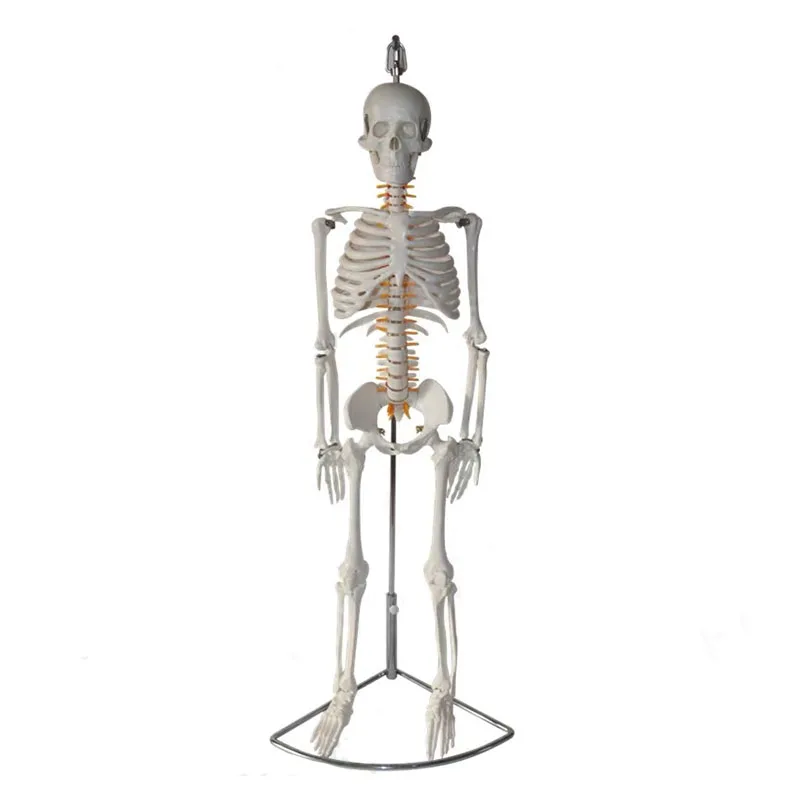 

Human Skeleton Model 85cm Life Size Hanging type Include Nerve intervertebral disc Medical Anatomical Model Teaching Tool