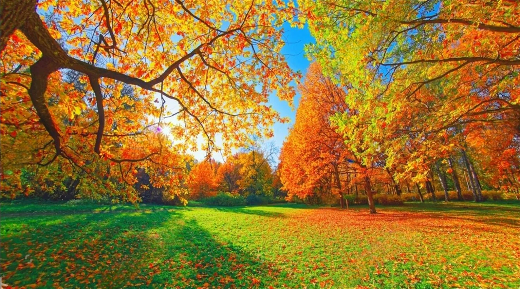 Custom wallpaper photos Forest Path Orange tree Red Brown maple Leaf Nature scenery Sunset scenery Mural home decor 3d wallpaper