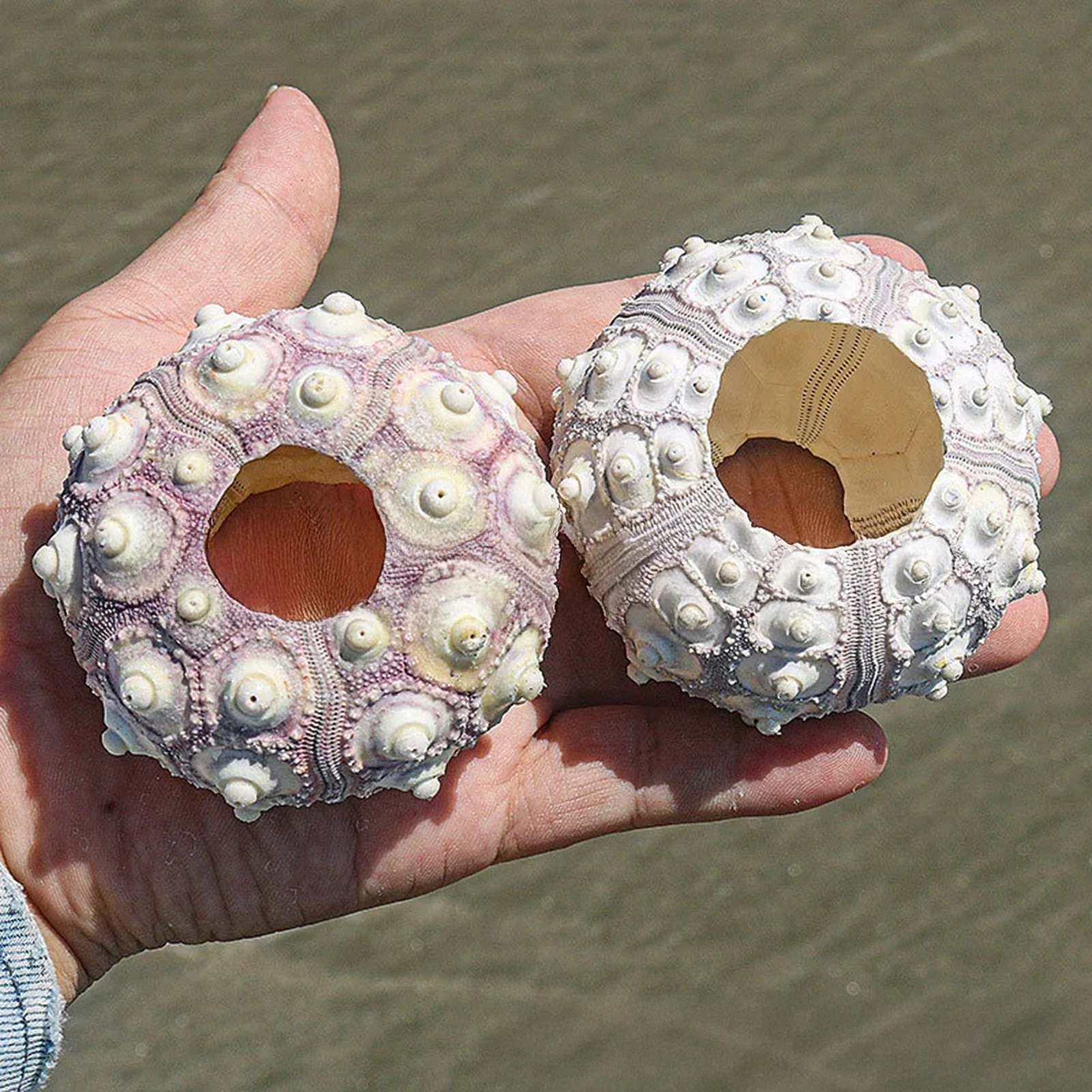Sea Urchin Shell Holder Decorative Air Plant Pot for Home Decor Natural Sea Shell Specimen Unique Gift for Nature Lovers