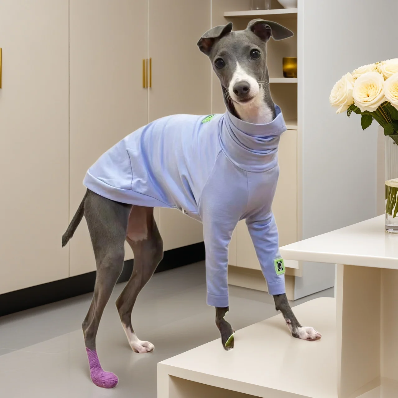 

Soft Blue Cotton Dog T-Shirt, Elastic High-Neck Pajamas for Saluki/Bedlington/Greyhound - All-Season Comfort Pet Apparel