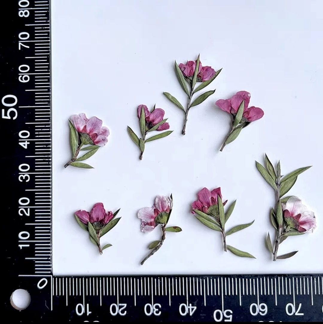 60pcs Pressed Dried Leptospermum scoparium Flower Herbarium Resin Epoxy Jewelry Bookmark Fan Frame Phone Case Face Makeup Lamp