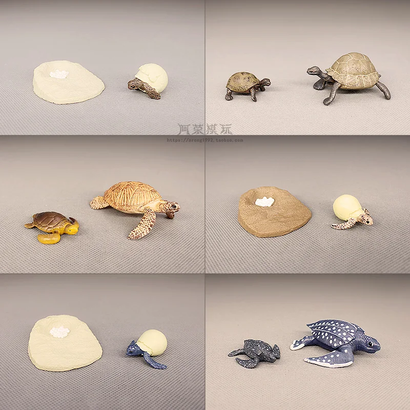 المعرفية التدريس المعونة الزواحف نموذج السلاحف السلحفاة عمل أرقام السلاحف البيض دورة النمو مصغرة حلية الملحقات #2
