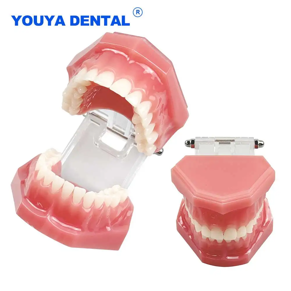 

Dental Model Teeth Teaching Models Study Soft Gum Resin Typodont Standard Teeth Model For Dentistry Technician Practice Training