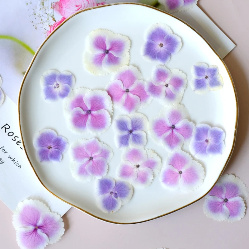 50pcs/2-4cm,White edged gradient pink Hydrangea flower,pressed flower petal DIY pasted face makeup drop glue phone case coaster