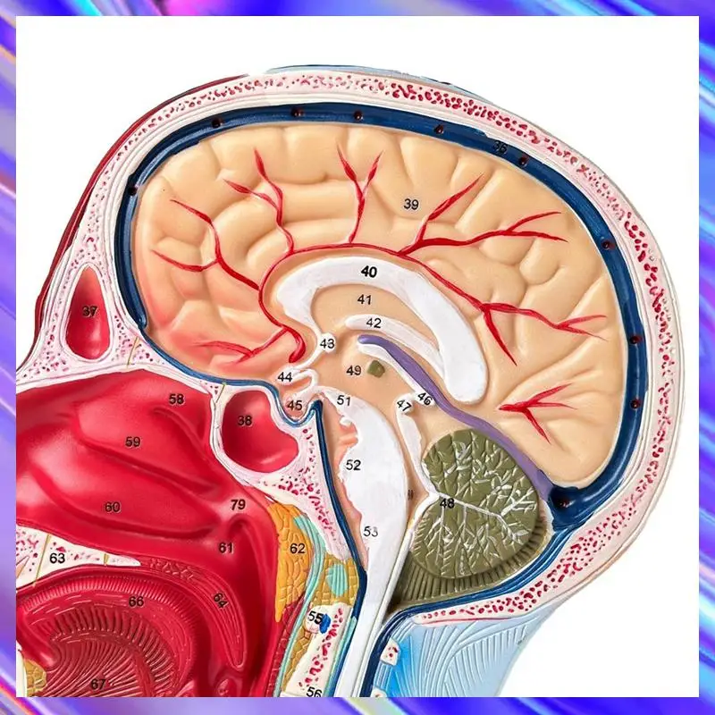 Life-Size Human Anatomy Model Of The Head And Neck, Detailed Neurovascular And Muscular Structures, 81 Labeled Parts