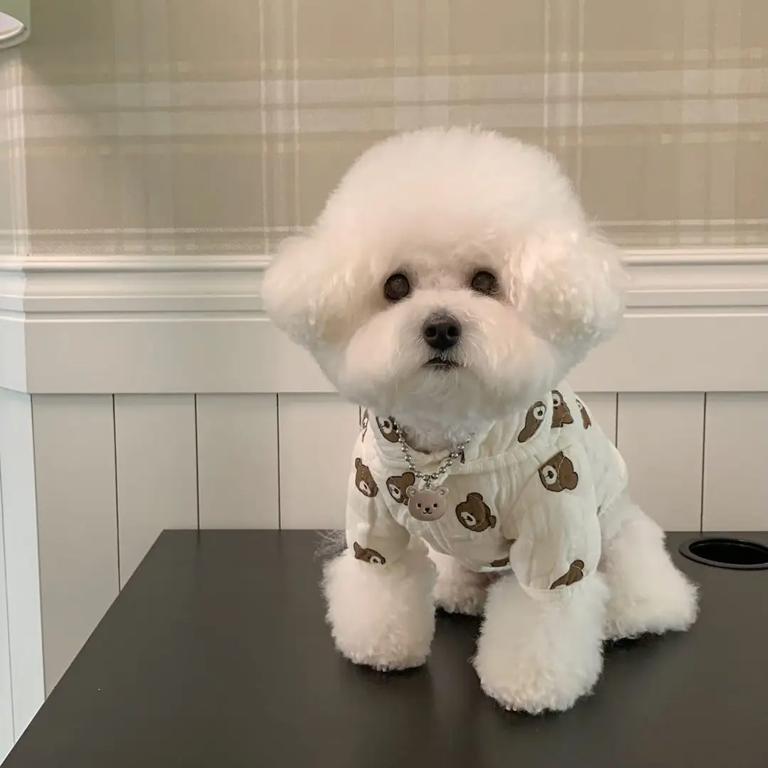 Autumn Bear Lapel Coat Pet Dog Cat Warm Cotton Padded Clothes Teddy Yorkshire Schnauzer Maltese Small Puppy Clothes Dog Costume