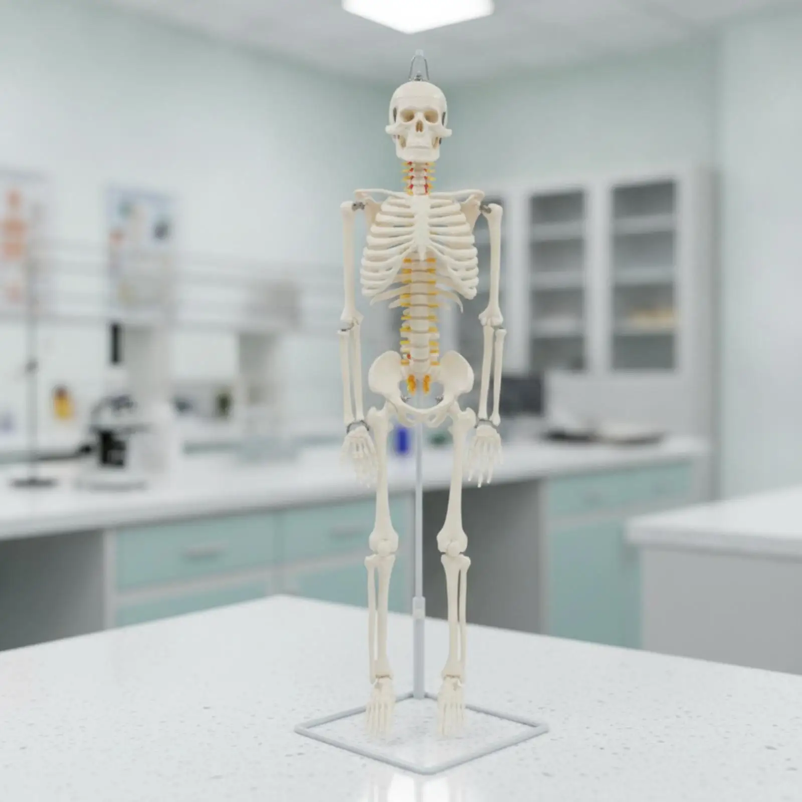 Skeleton Model with Stand Soft Structural Model Mini for Classroom
