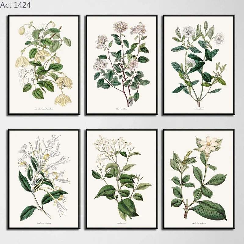 Vintage Botanical Flowers Posters Prints Honeysuckle Jasmine Spirea Canvas Painting Wall Art Picture for Living Room Home Dec