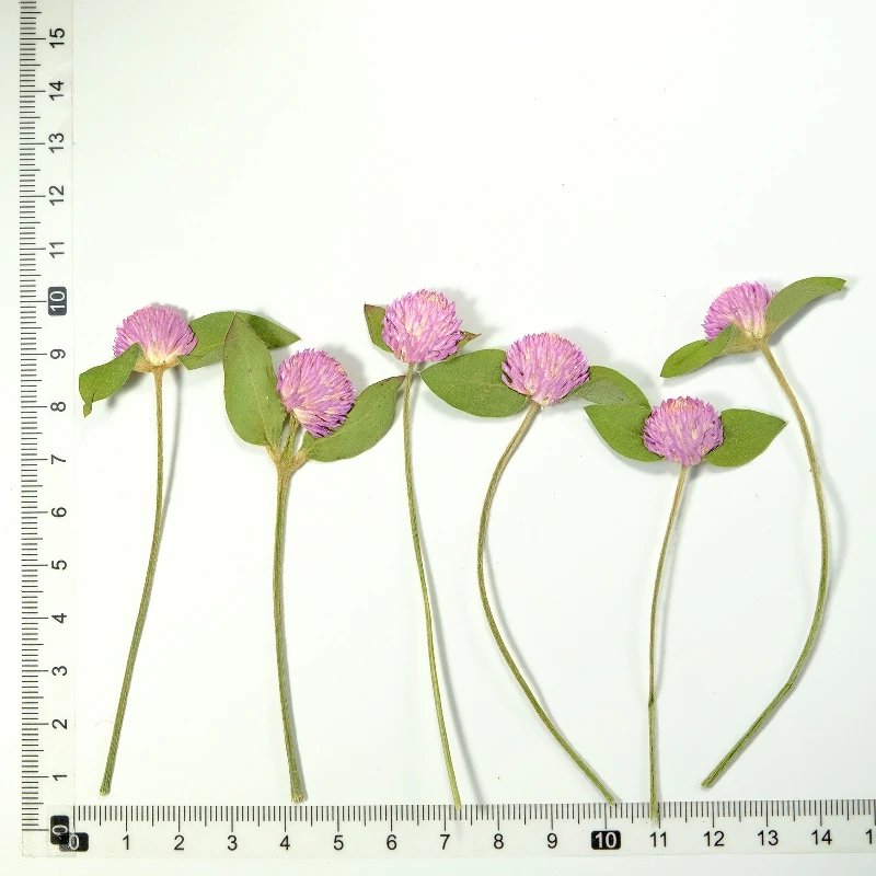 12 Stück, Natur Gomphrena Globosa L Trockenblume Geprägt Zweig Rosa Blume Lila Pflanze Handgemachte Pflanze Fotorahmen DIY Urlaubskarte – Detail 10