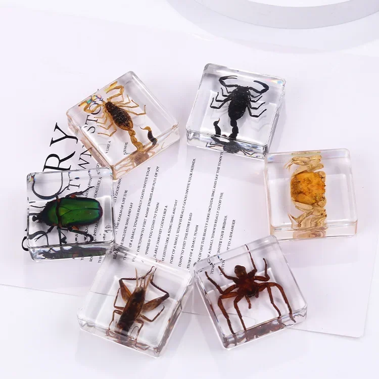 Square resin insect specimen, auxiliary cognitive teaching aids, animal specimen, artificial amber handicraft ornament