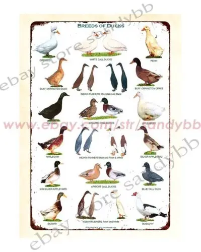 1 pcs,Breeds of ducks farm backyard geese metal tin sign plaque wall hanging