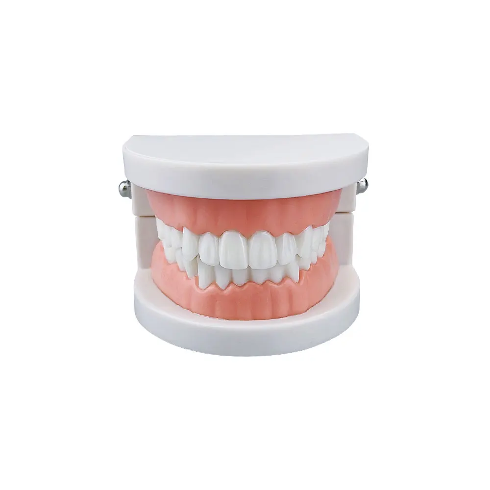 Dental Adult Standard Teeth Model Typodont Metal / Ceramic Brackets For Dentistry Demonstration Denture Model Studying Teaching