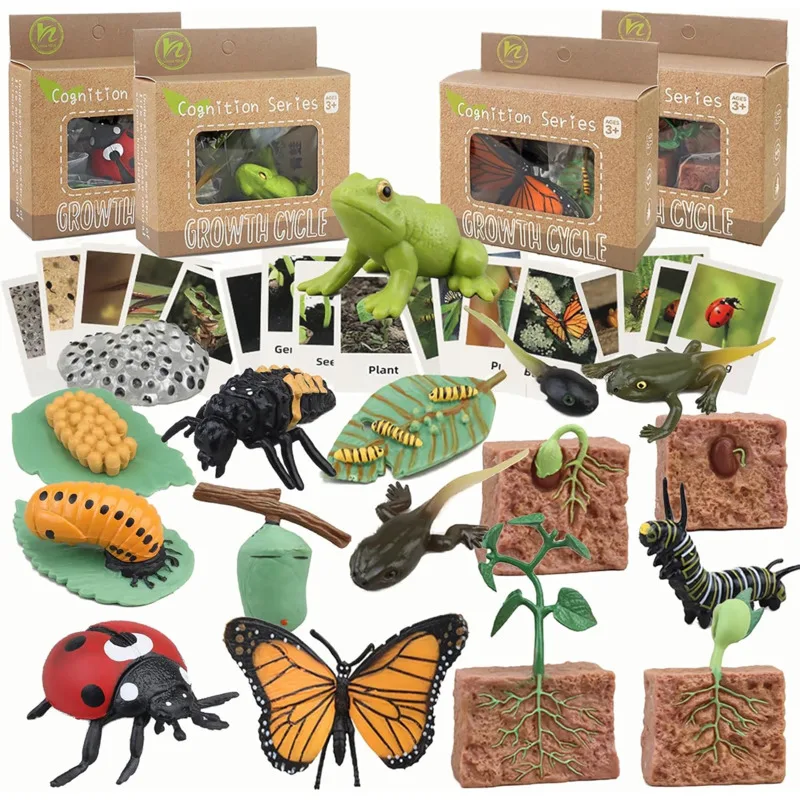 Montessori Life Cycle Animal Figures With Flash Cards Educational Matching Game Creative Biology Model Learning Teaching Aids