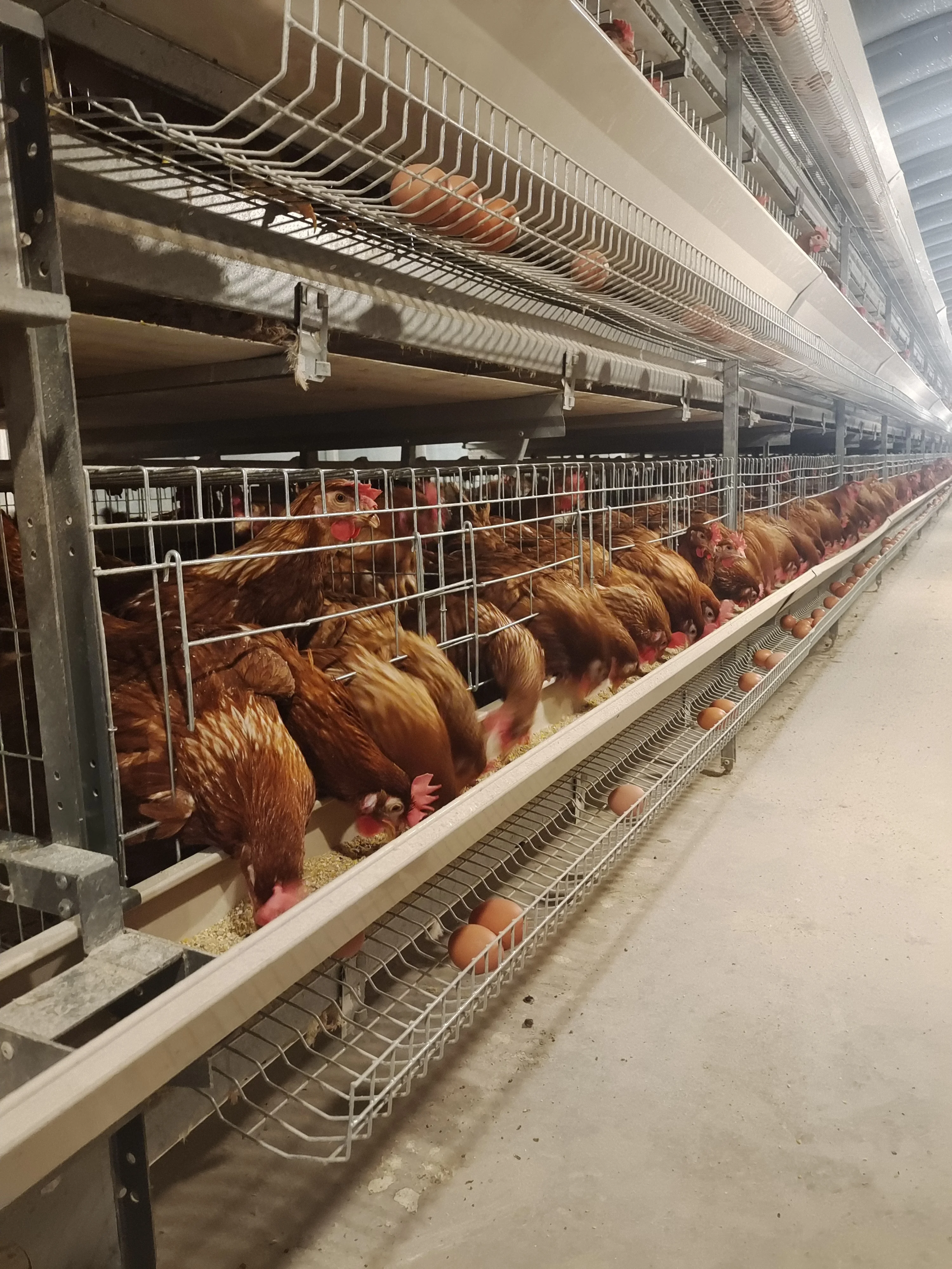 Modern Design H Type Chicken Cage Quail Cage For Poultry House