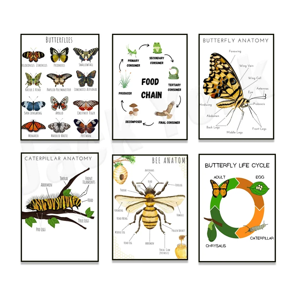 Bee anatomy, butterfly anatomy, caterpillar anatomy, butterfly life cycle, food chain, educational poster, classroom decoration,