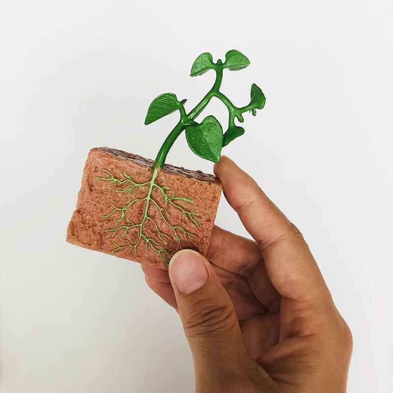 Montessori วงจรชีวิตของพืชชีววิทยาการเรียนรู้ของเล่นเกมการศึกษาปฐมวัย 3 ส่วนความรู้ความเข้าใจการ์ด/Growth รุ่น