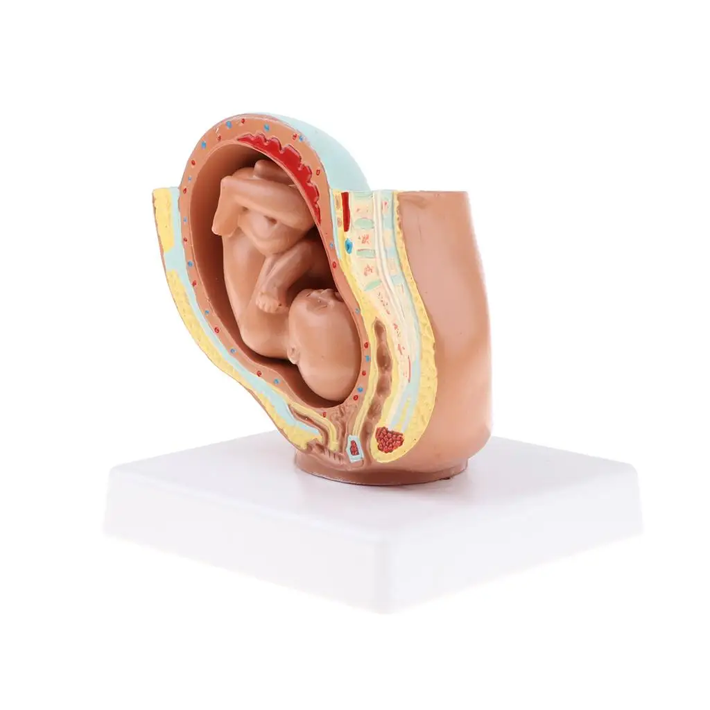 Levensgrote 9e Maand Foetus Ontwikkeling Anatomie